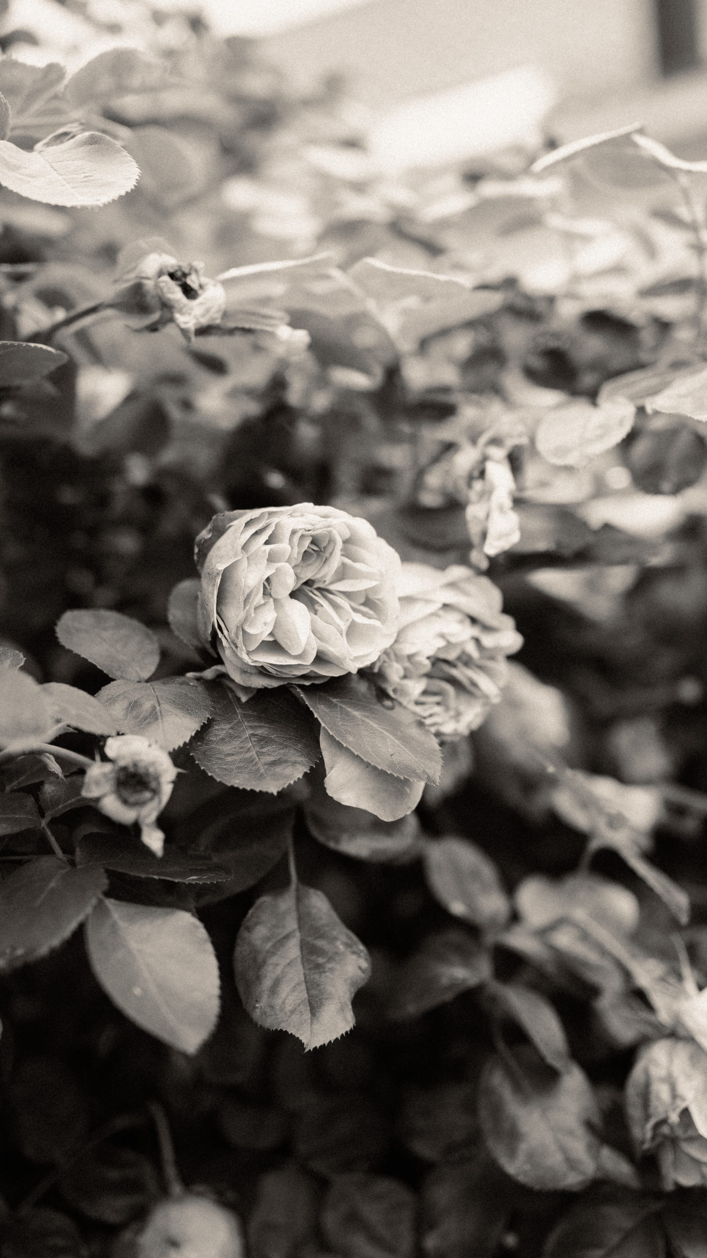 photographe mariage lille mariage nord mariage la ferme blanche
